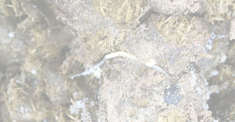 Vorschaubild_Oxyuren_weiss