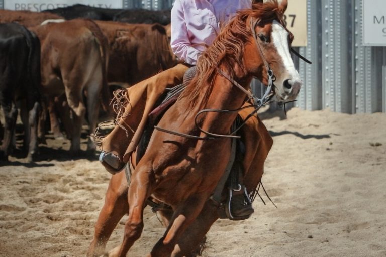 pexels-pixabay-53142